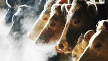У Конаківському районі велика рогата худоба вразила небезпечний вірус рогата
