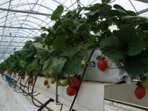 Вирощування полуниці та суниці методом гідропоніки від А до Я вирощування