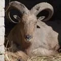 Ворота () 5 букв - пошук слів за маскою та визначенням, відповіді на сканворди букв