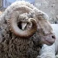 Ворота () 5 букв - пошук слів за маскою та визначенням, відповіді на сканворди пошук