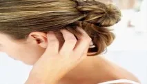 Вші та гніди інкубаційний період, зараження та лікування людини інкубаційний