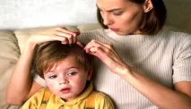 Вші та гніди інкубаційний період, зараження та лікування людини період