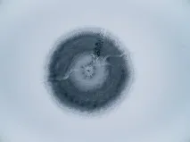 знали