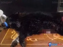 У Шахтах жителі розпороли живіт собаці і повісили її на дереві - DonDay - новини Ростова-на-Дону жителі