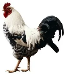 чорного
