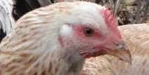 Загірські лососеві кури опис породи, розведення, переваги кури