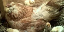 Загірські лососеві кури опис породи, розведення, переваги кури