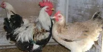 Загірські лососеві кури опис породи, розведення, переваги опис