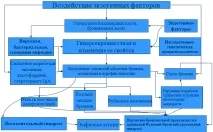 Хронічний бронхіт бронхів