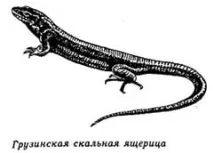 живородна