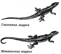 живородка