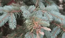 Заморозки та боротьба з ними - Сад для всієї родини - практичне садівництво заморозки