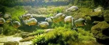 Запуск нового акваріума нового