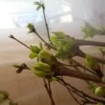 Квітучий бузок взимку (вигонка бузку) вигонка