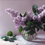 Квітучий бузок взимку (вигонка бузку) бузок