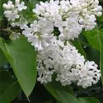 Квітучий бузок взимку (вигонка бузку) бузок