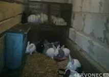 Дачні будівлі своїми руками курник, тераса, сарай для кроликів будівлі