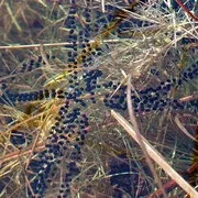 ЖАБА СІРАЯ або ЗВИЧАЙНА (Bufo bufo) - Фауна Білорусі жаба