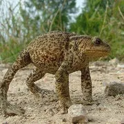 ЖАБА СІРАЯ або ЗВИЧАЙНА (Bufo bufo) - Фауна Білорусі bufo