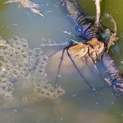 ЖАБА СІРАЯ або ЗВИЧАЙНА (Bufo bufo) - Фауна Білорусі bufo