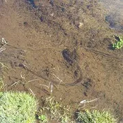 ЖАБА СІРАЯ або ЗВИЧАЙНА (Bufo bufo) - Фауна Білорусі фауна