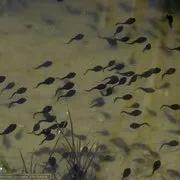 ЖАБА СІРАЯ або ЗВИЧАЙНА (Bufo bufo) - Фауна Білорусі сірая