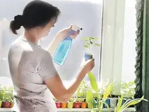 вирощування
