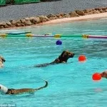 Аквапарк для собак в Ла Рока Дель Вальєс, Іспанія, Аквапарки Укаїни та Краснодарського краю, рока