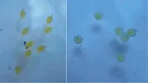 риба