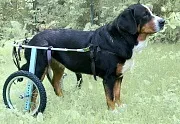 AnimalMobile - товари для реабілітації тварин реабілітації