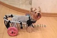 AnimalMobile - товари для реабілітації тварин animalmobile