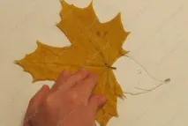 Аплікація Їжачок з листя клена для 1 класу з фото та відео листя
