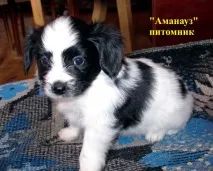 Папільйон (папійон) дуже