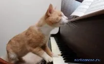 Сліпий у сонниках себе