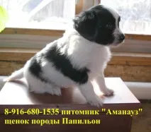 Папільйон (папійон) дуже