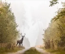 день