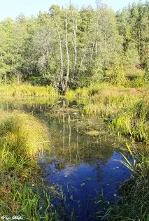 Село Кижани Камешківського району - Камешково - Історія - Каталог статей - Любов безумовна камешківського