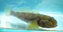 Бички із сімейства Gobiidae у Вашому акваріумі бички