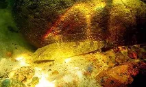 Бички із сімейства Gobiidae у Вашому акваріумі gobiidae