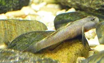 Бички із сімейства Gobiidae у Вашому акваріумі gobiidae
