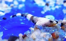 Бички із сімейства Gobiidae у Вашому акваріумі gobiidae
