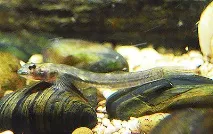 Бички із сімейства Gobiidae у Вашому акваріумі сімейства