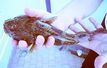 Бички із сімейства Gobiidae у Вашому акваріумі бички