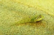 Бички із сімейства Gobiidae у Вашому акваріумі gobiidae