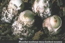 Бліда поганка дуже