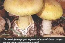 Бліда поганка поганка
