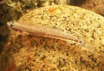 Бички із сімейства Gobiidae у Вашому акваріумі сімейства
