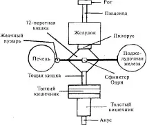 панкреатит. Як позбудеться запалення підшлункової залози позбудеться