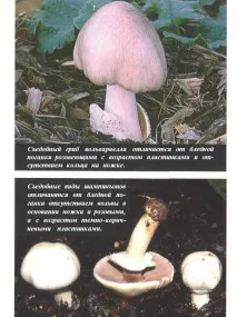 Бліда поганка блідої