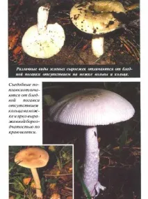 Бліда поганка блідої поганки